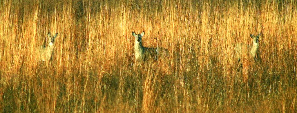 2026 - Deer Management Lottery